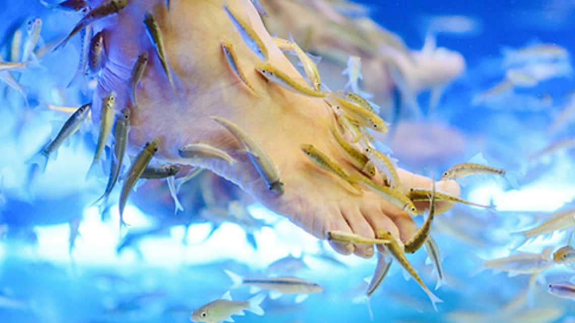 СПА в океане Doctor Fish. СПА-тур в Доминикане