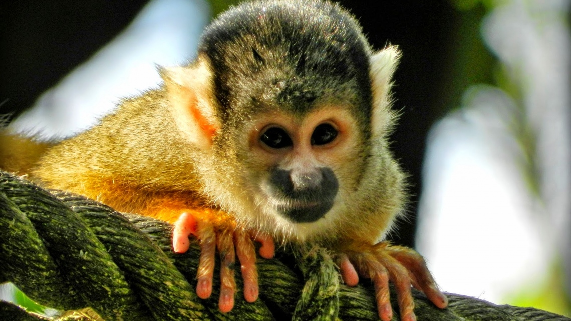 Парк обезьянок Monkey Land
