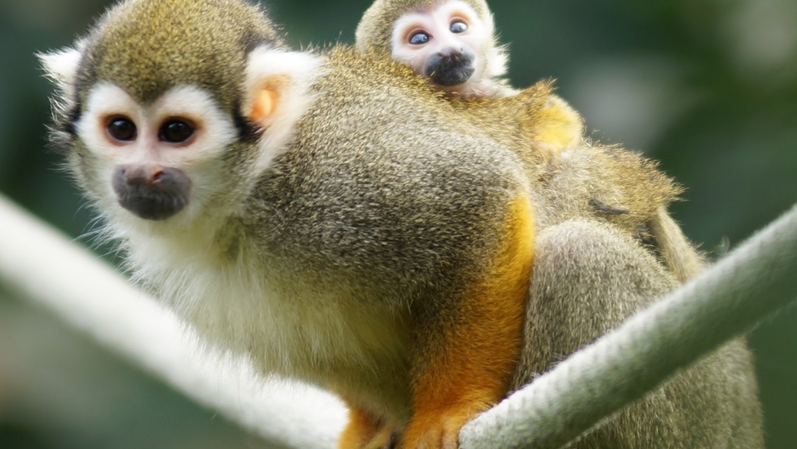 Парк обезьянок Monkey Land