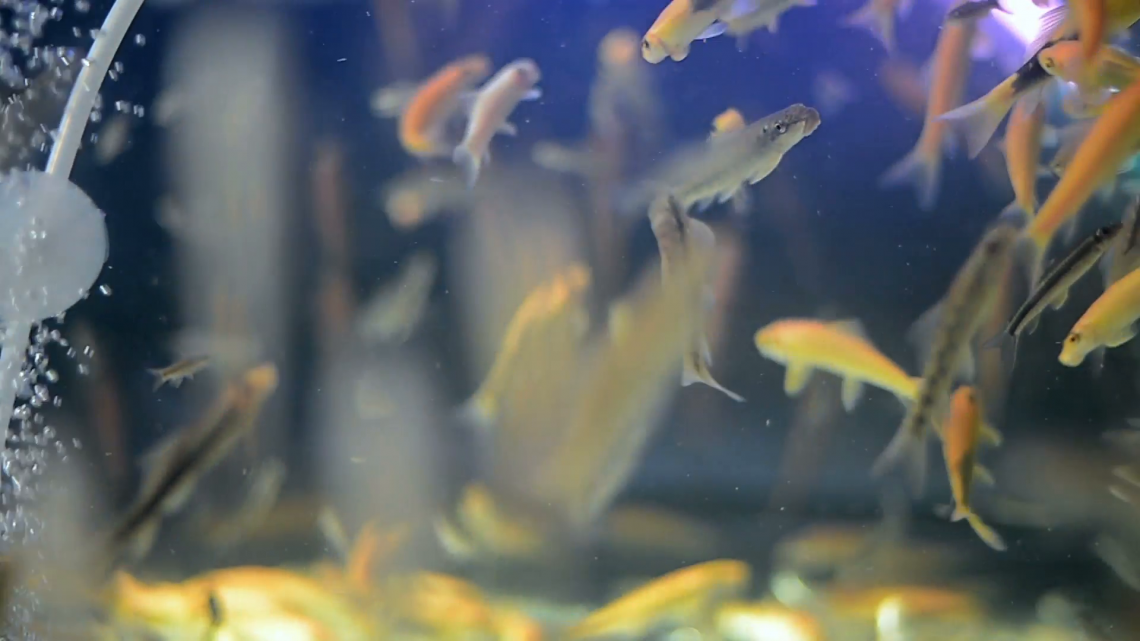 СПА в океане Doctor Fish. СПА-тур в Доминикане