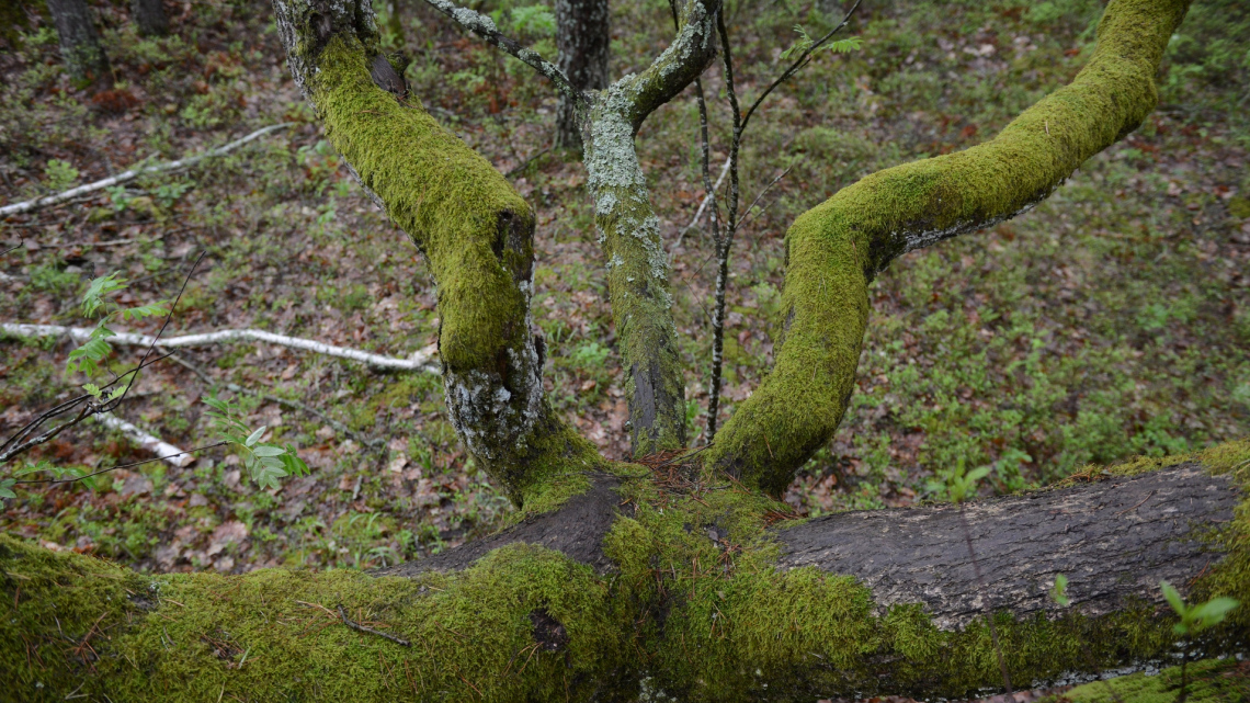 Кам'яне село – в гостях у хоббітів