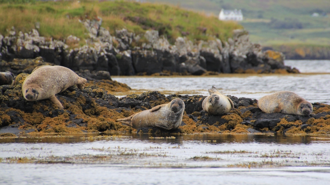 	Шотландія - FREEDOM (Глазго-Единбург)	