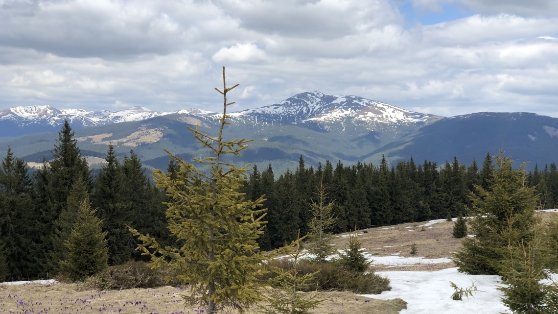 У Карпати за крокусами