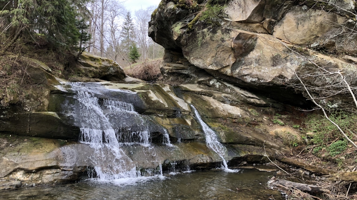 У Карпати за крокусами