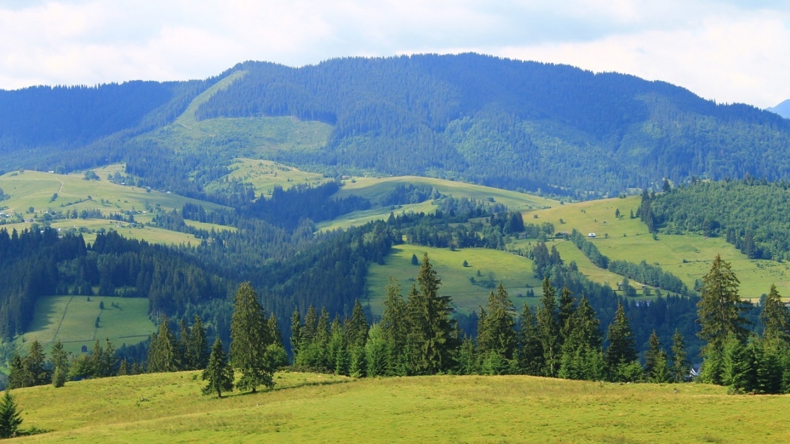 У Карпати за крокусами