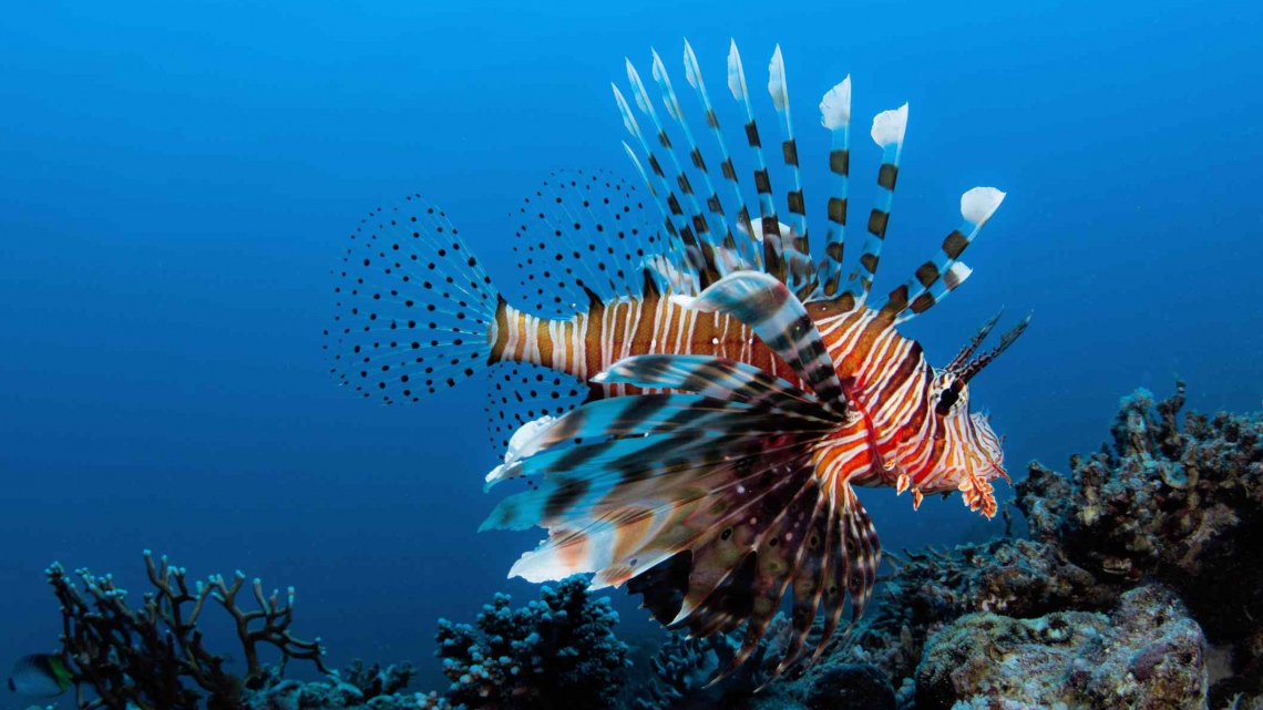 Вся Йорданія з відпочинком на Червоному і Мертвому морях. Груповий тур