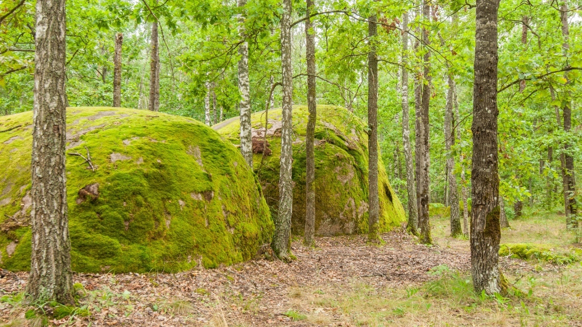 Кам'яне село - цвітіння золотих азалій