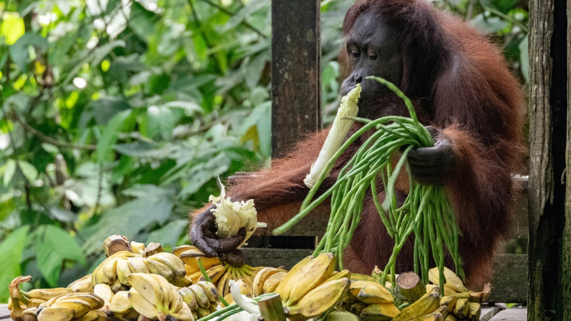 Чарівність Азії: Сінгапур, Індонезія, Малайзія