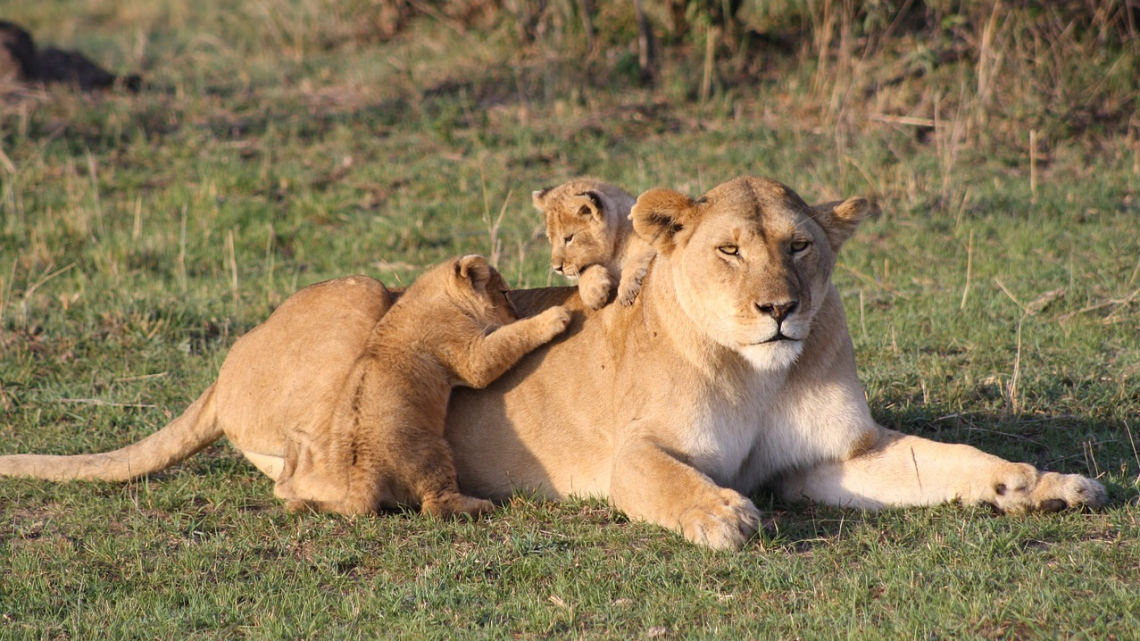 Кенія: Африканський рай