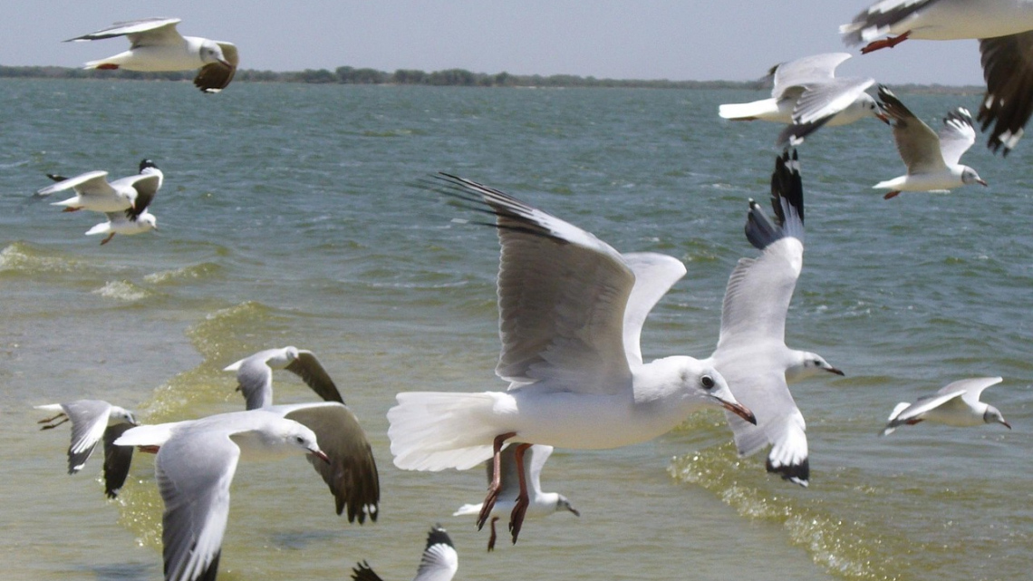 Експрес Мадрид - Валенсія - Барселона з відпочинком на Коста Брава. Авіатур