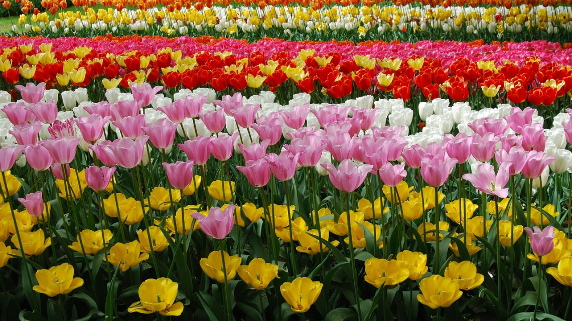 Брюссель + Амстердам. Авіатур