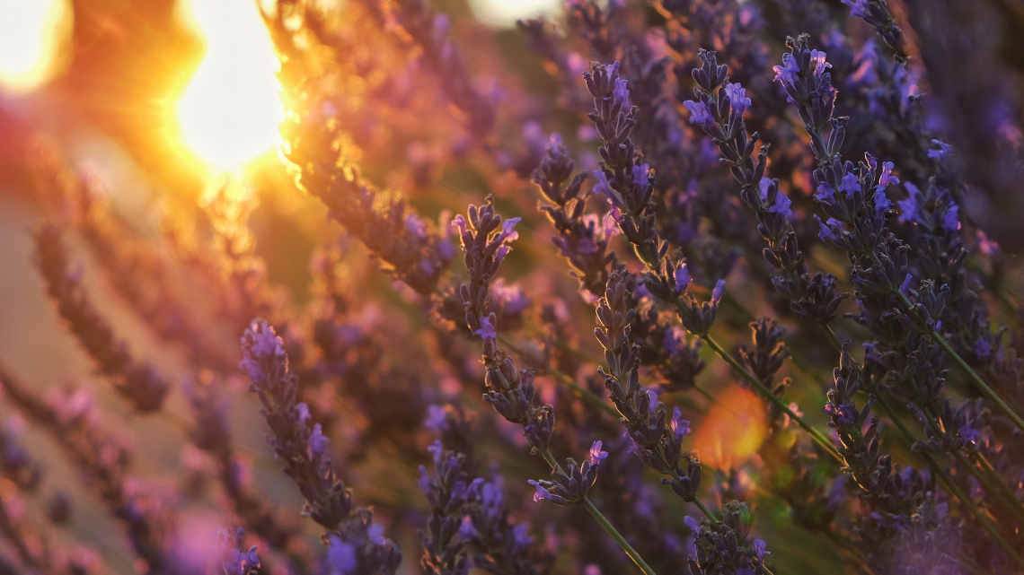 Гарантований тур. Лавандовий Прованс. Авіатур