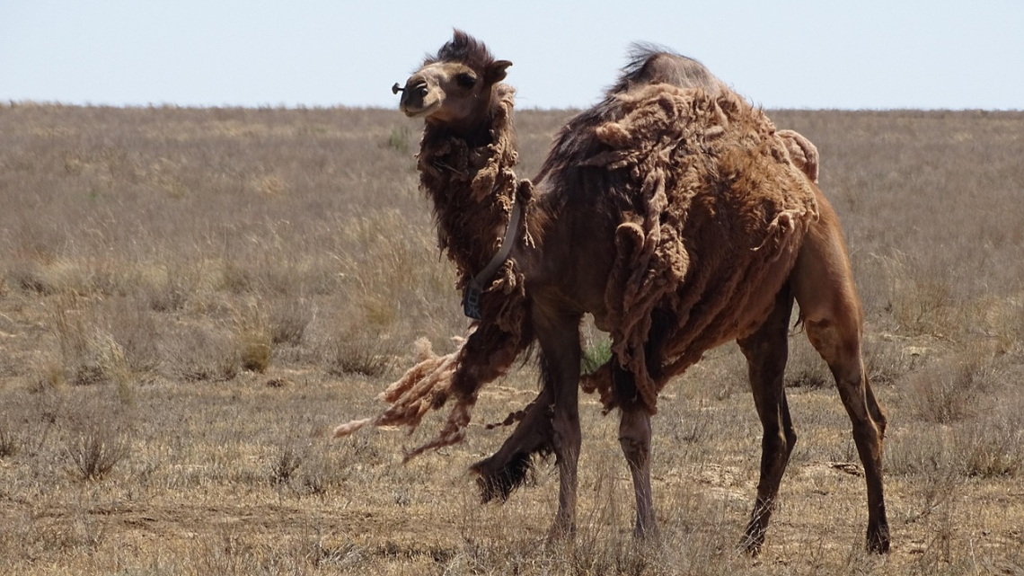 Terra Азія: Казахстан + Киргизстан