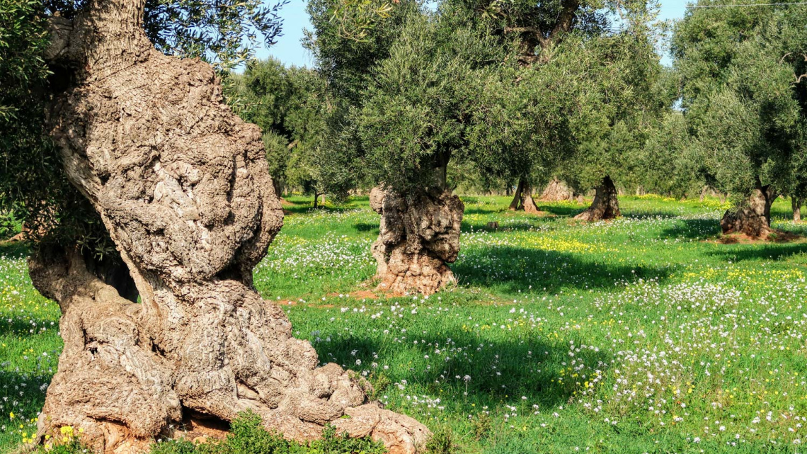 Апулія: стежками оливкових гаїв