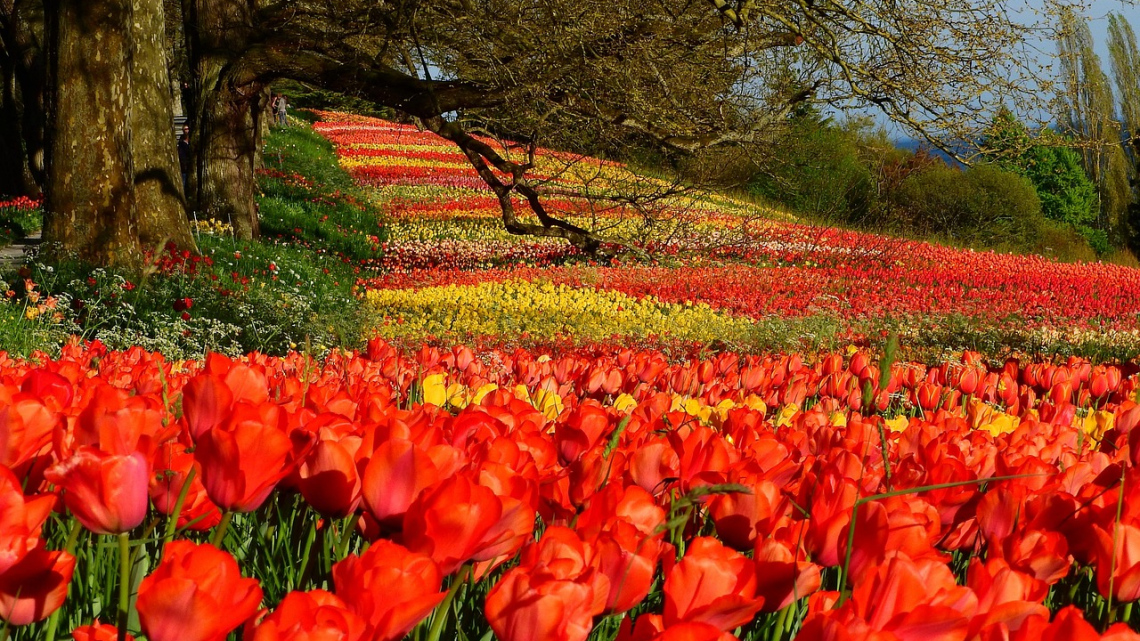 Весна на острові Майнау