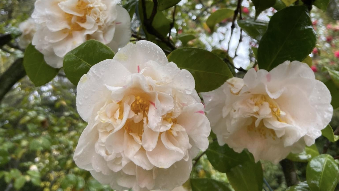 Гарантований тур. Дама з камеліями: озера Італії (8 днів, автобус)