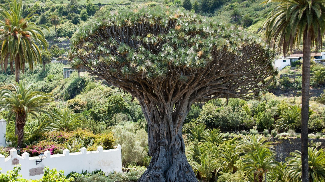 Тенеріфе - острів контрастів