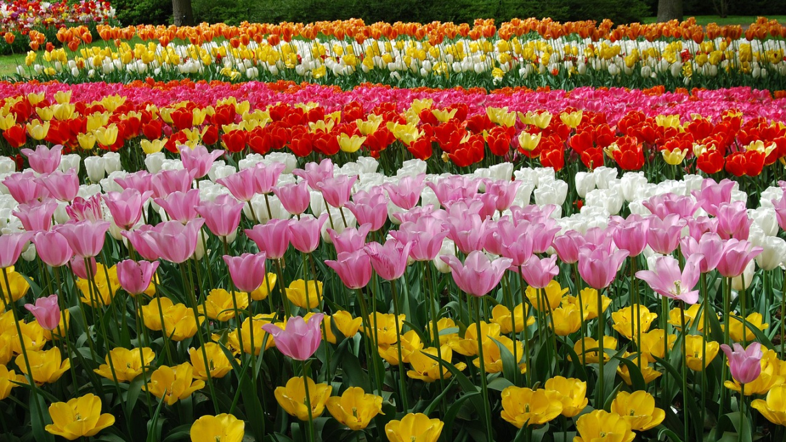 Гарантований тур. Амстердам і тюльпани. Авіатур 