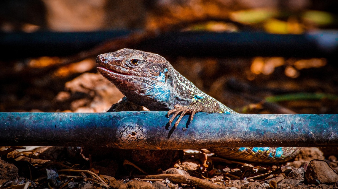 Тенеріфе - острів контрастів