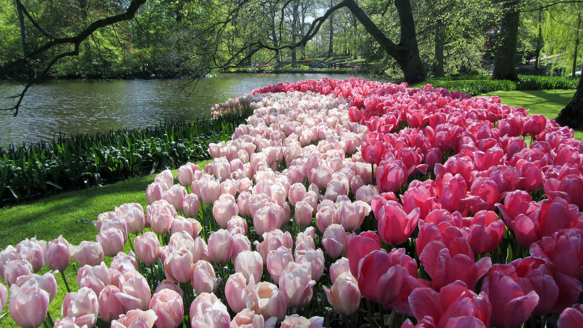 Гарантований тур. Амстердам і тюльпани. Авіатур 