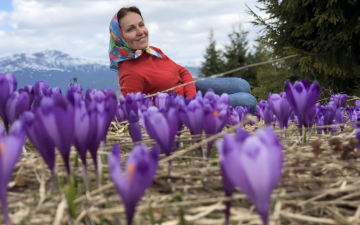 У Карпати за крокусами
