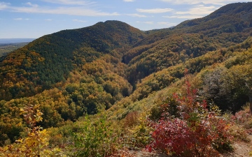 Золото Карпат