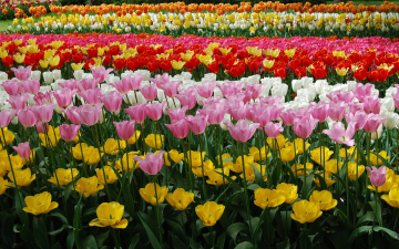 Брюссель + Амстердам. Авіатур