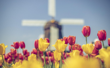 Весна в Амстердаме – открыто раннее бронирование на 2026 год