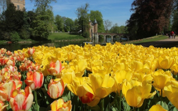 Кекенгоф + Флоралія! Квітковий рай, Велика Голландія, витончена Фландрія, виліт 11.04