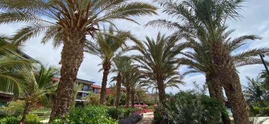 Hilton Cabo Verde Sal Resort 5*, Сал
